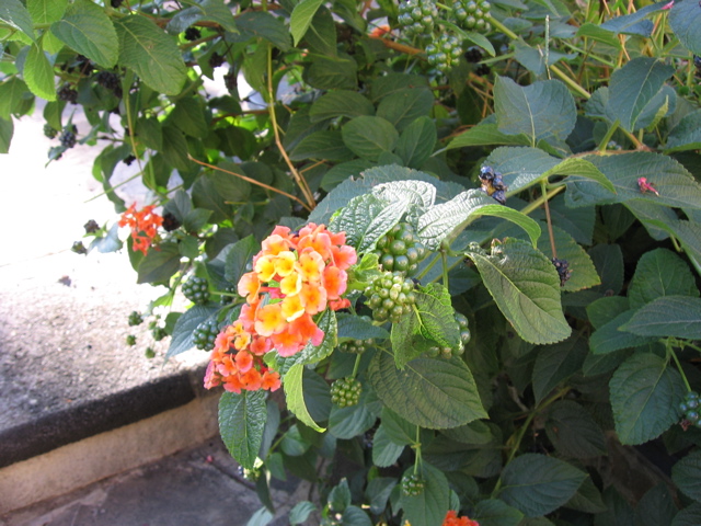 IMG_0689.JPG