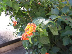 IMG_0689.JPG